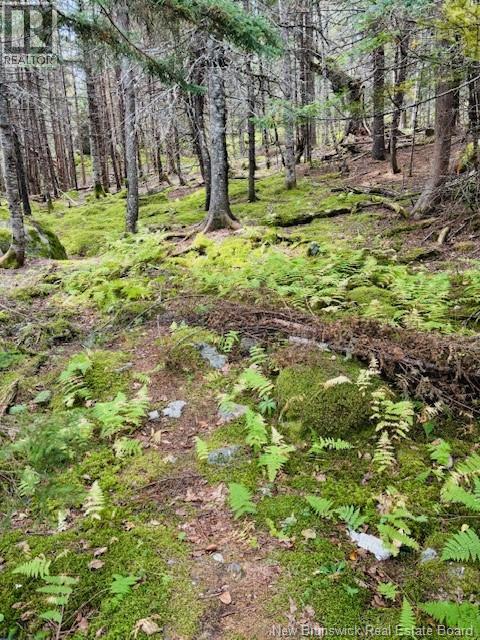 Hills Point Road Oak Bay, St. Stephen, New Brunswick  E3L 4J9 - Photo 9 - NB127576