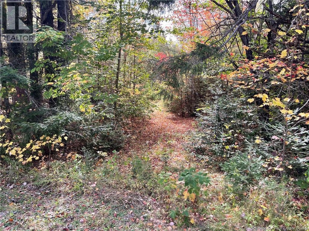Lot Clatter Road, Rollingdam, New Brunswick  E5A 2Y9 - Photo 32 - NB127781