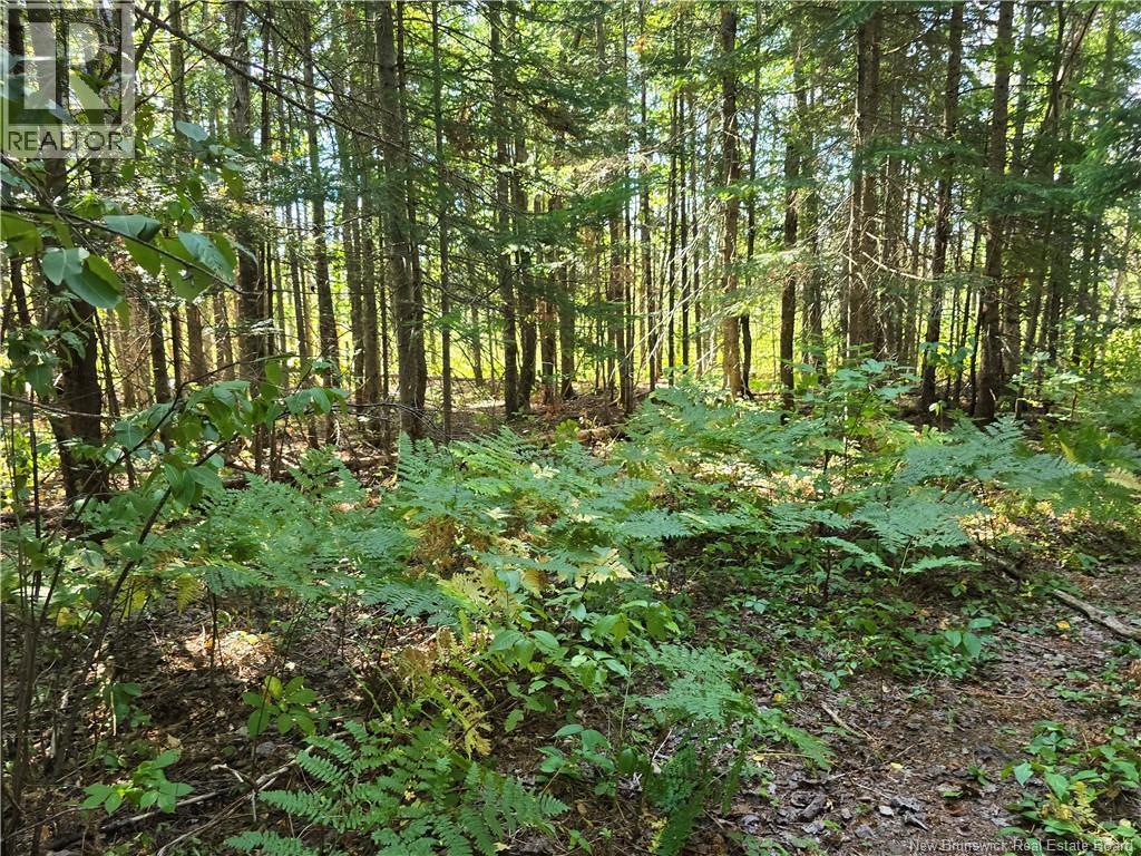 14.97 Acres Chemin Saulnier Ouest, Canton Des Basques, New Brunswick E1X 2G6 - Photo 6 - NB127603