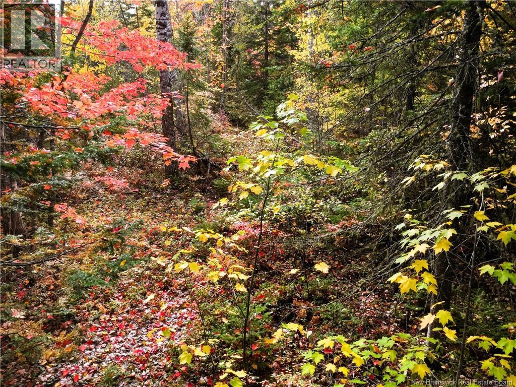 867 Pine Glen Road, Riverview, New Brunswick  E1J 1R7 - Photo 12 - NB128069
