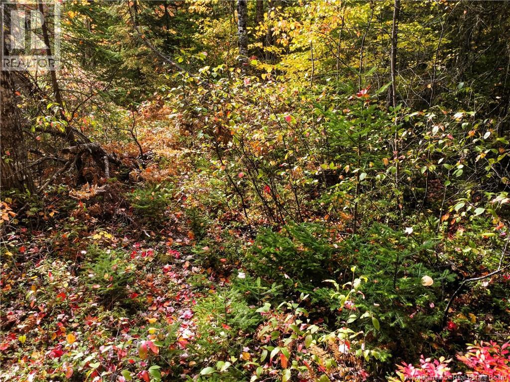 867 Pine Glen Road, Riverview, New Brunswick  E1J 1R7 - Photo 13 - NB128069