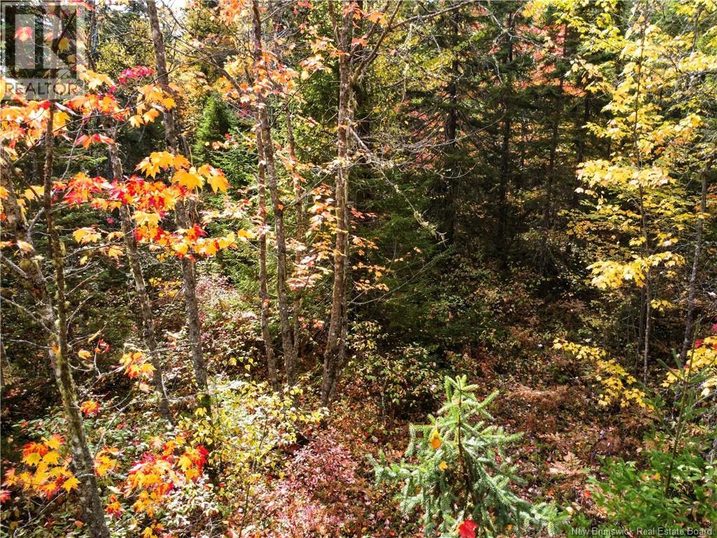 867 Pine Glen Road, Riverview, New Brunswick  E1J 1R7 - Photo 14 - NB128069