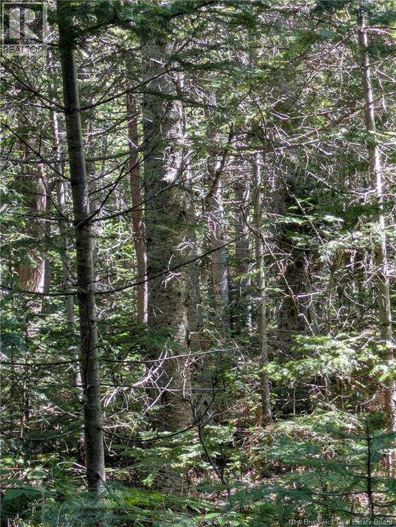 28 Acres Rue Des Fondateurs, Petit-Paquetville, New Brunswick  E8R 1B3 - Photo 7 - NB128142