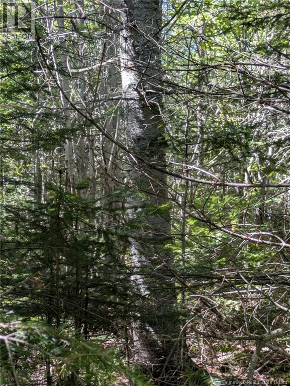 28 Acres Rue Des Fondateurs, Petit-Paquetville, New Brunswick  E8R 1B3 - Photo 9 - NB128142