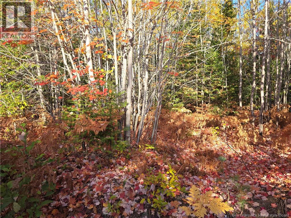15 Acres Route 113, Inkerman, New Brunswick E8P 1E2 - Photo 4 - NB128786