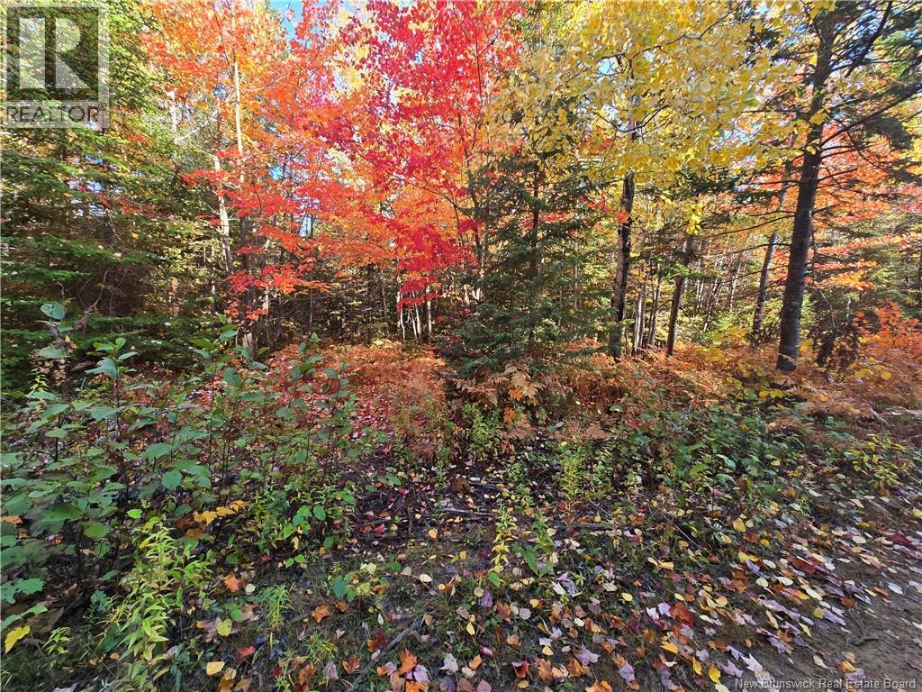 15 Acres Route 113, Inkerman, New Brunswick E8P 1E2 - Photo 5 - NB128786