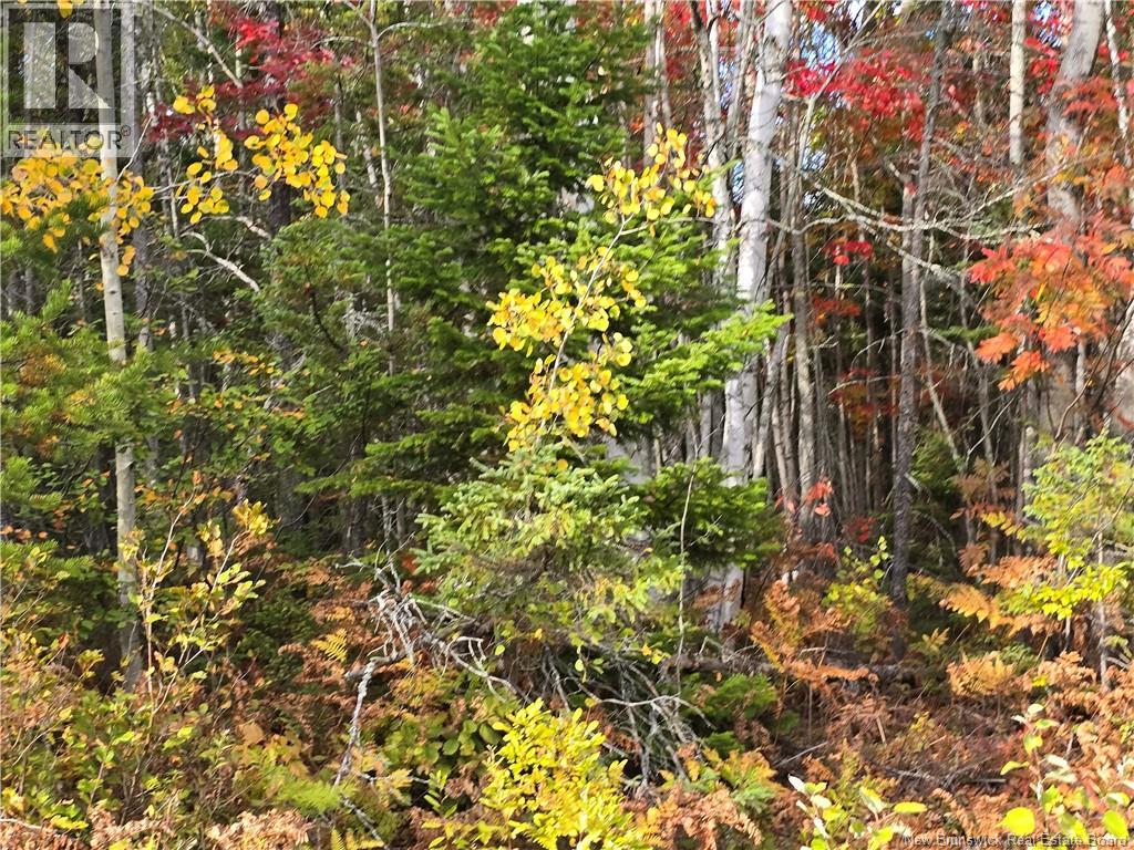37 Acres Route 113, Inkerman, New Brunswick  E8P 1E2 - Photo 3 - NB128799