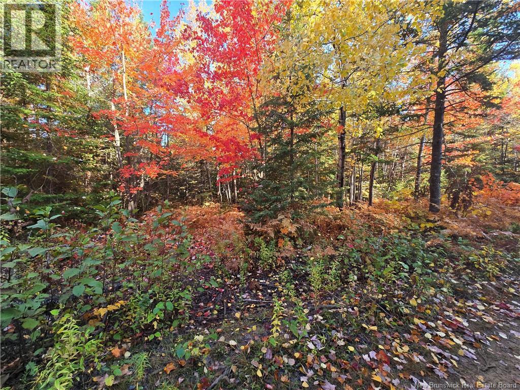 21.7 Acre Route 113, Inkerman, New Brunswick E8P 1E2 - Photo 2 - NB128805
