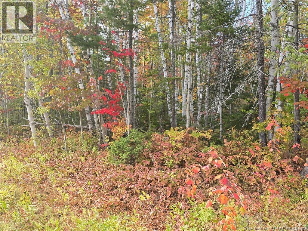 21.7 Acre Route 113, Inkerman, New Brunswick E8P 1E2 - Photo 4 - NB128805