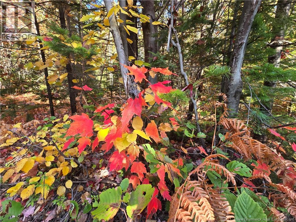 3.6 Acres Route 113, Inkerman, New Brunswick E8P 1E2 - Photo 5 - NB128787