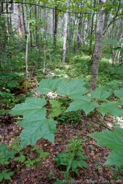 5716 Rte 495, Saint-Fabien, New Brunswick  E4S 2T2 - Photo 12 - NB129166