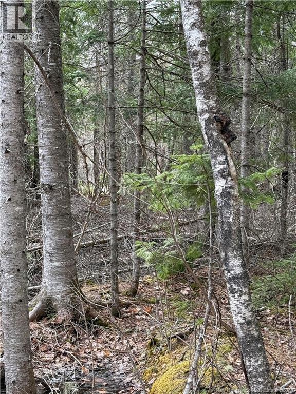 Land Route 515, Saint-Paul, New Brunswick E4T 3T5 - Photo 4 - NB129703