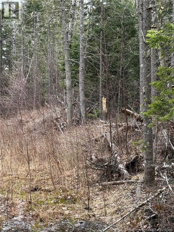 Land Route 515, Saint-Paul, New Brunswick E4T 3T5 - Photo 5 - NB129703