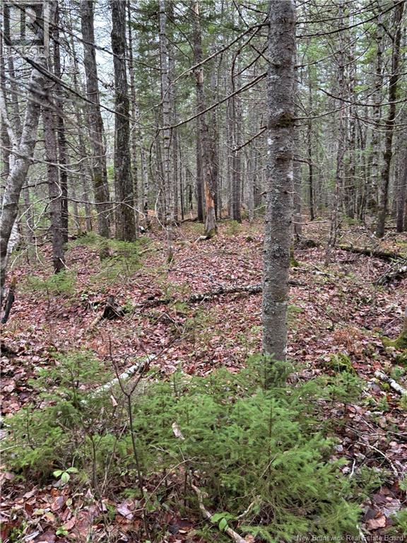 Avon Road, New Avon, New Brunswick  E4B 3T3 - Photo 11 - NB130235