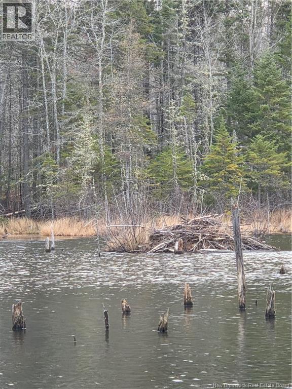 Avon Road, New Avon, New Brunswick  E4B 3T3 - Photo 14 - NB130235