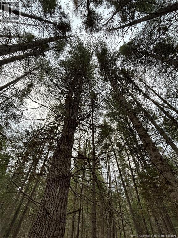 Avon Road, New Avon, New Brunswick  E4B 3T3 - Photo 6 - NB130235