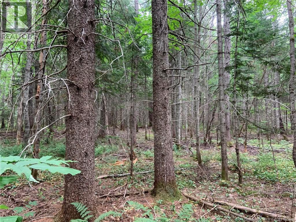 11.2 Acres South Black River, Black River Bridge, New Brunswick  E1N 5S8 - Photo 19 - NB130534