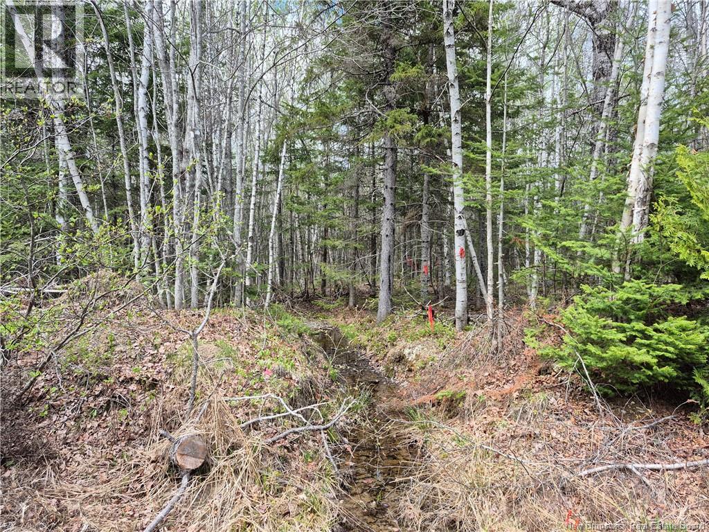 0 Banks Road, Durham Bridge, New Brunswick  E6C 1H4 - Photo 7 - NB131263