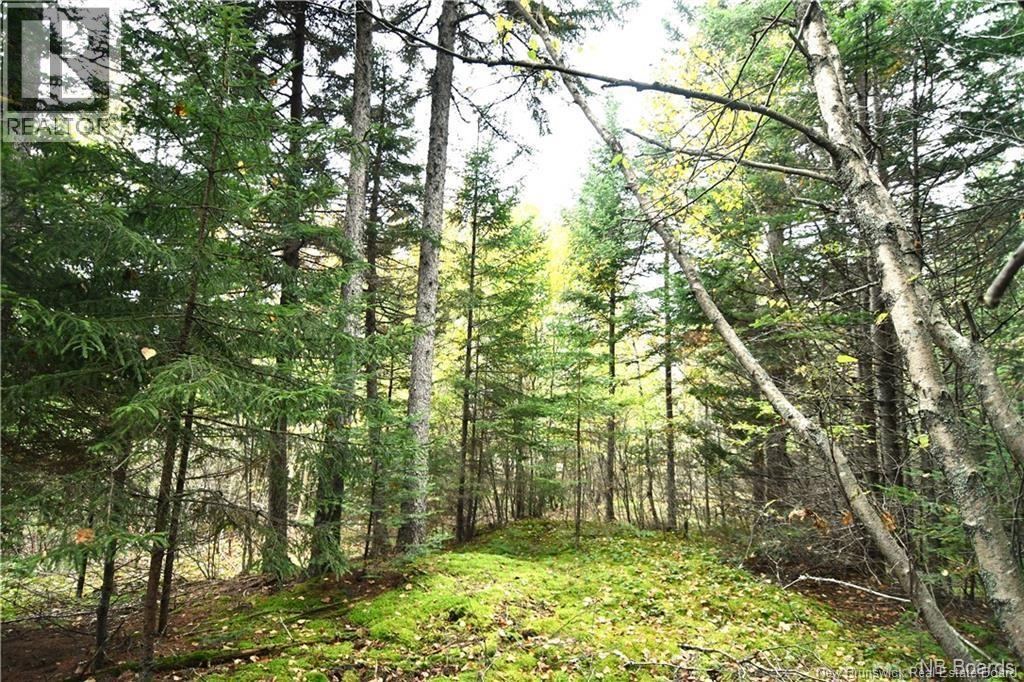 155 Hutchins Heights Road, Welshpool, New Brunswick  E5E 1H2 - Photo 4 - NB131793