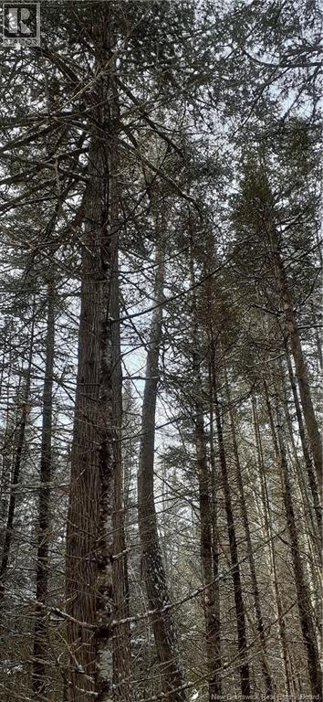 Vacant Lot Timberland, Dumfries, New Brunswick E6G 2P9 - Photo 27 - NB132012
