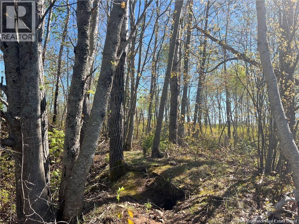 Lots Mooney Creek, Richibucto, New Brunswick E4W 3Z5 - Photo 16 - NB132664