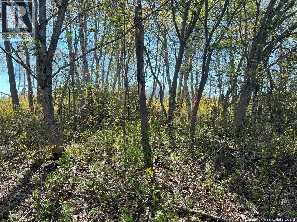 Lots Mooney Creek, Richibucto, New Brunswick E4W 3Z5 - Photo 20 - NB132664