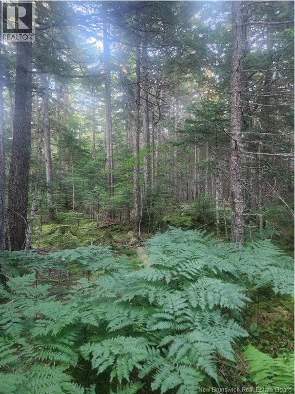 37.8 Hec Bettsburg Road, Bettsburg, New Brunswick  E9C 1L1 - Photo 3 - NB132948