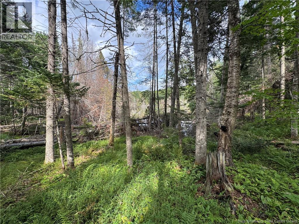 Lot 0 Route 380, Bell Grove, New Brunswick  E7G 4E3 - Photo 10 - NB133340