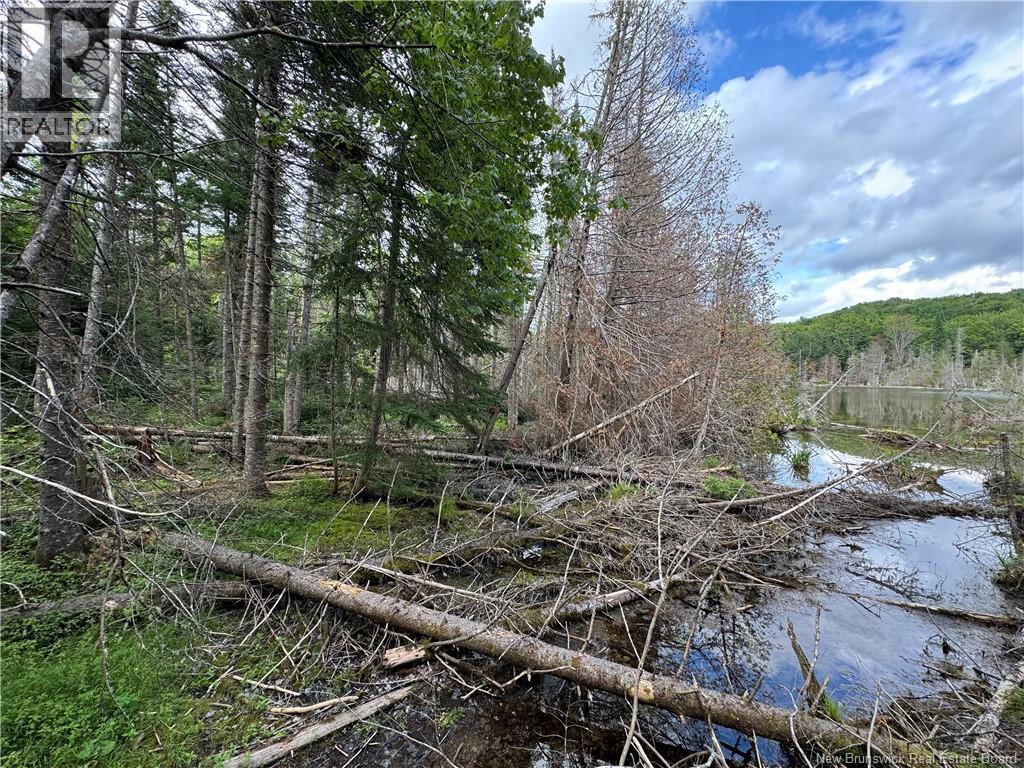 Lot 0 Route 380, Bell Grove, New Brunswick  E7G 4E3 - Photo 3 - NB133340