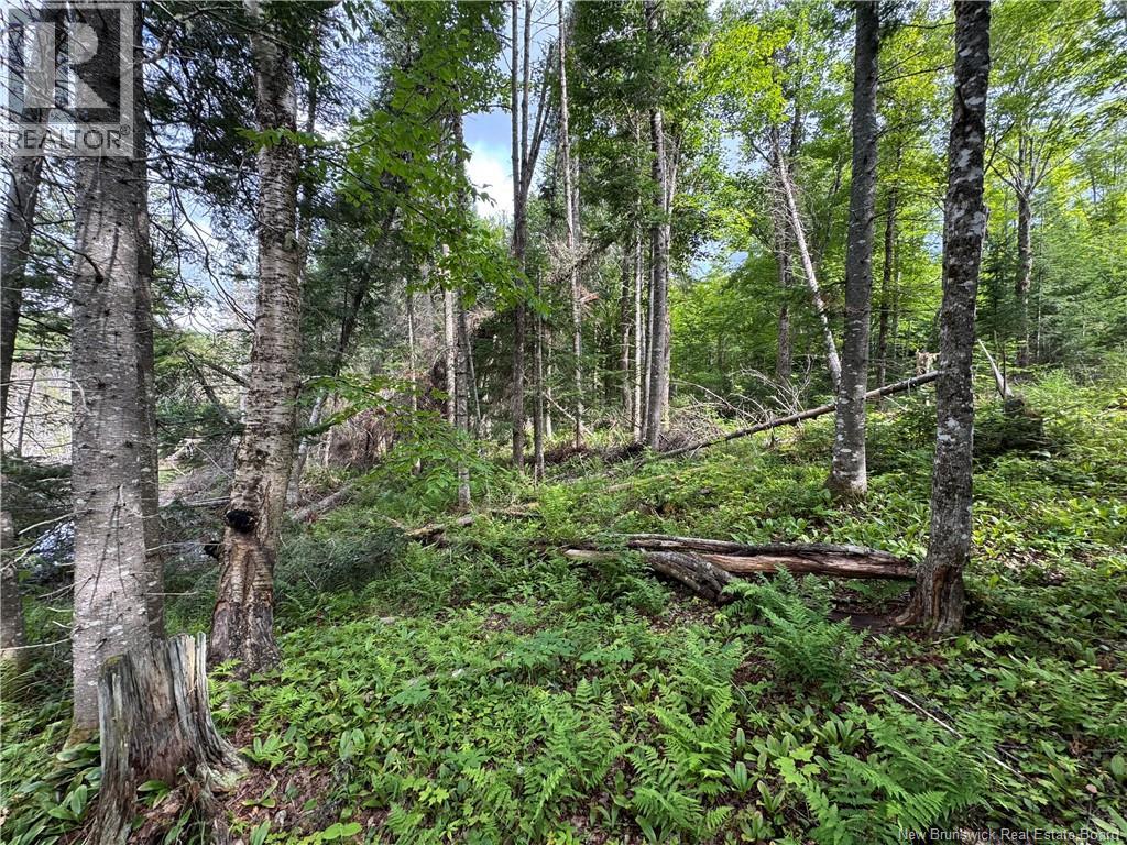 Lot 0 Route 380, Bell Grove, New Brunswick  E7G 4E3 - Photo 7 - NB133340