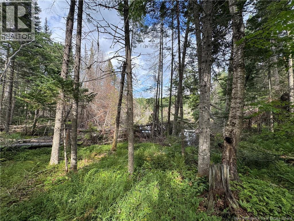 Lot 0 Route 380, Bell Grove, New Brunswick  E7G 4E3 - Photo 8 - NB133340