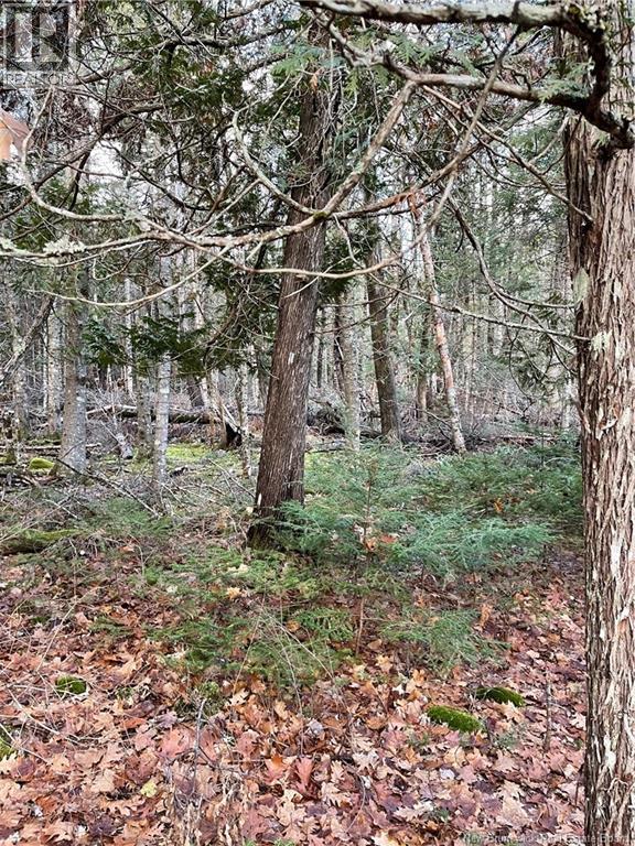 519 Route 725, Little Ridge, New Brunswick  E3L 5N8 - Photo 2 - NB133929
