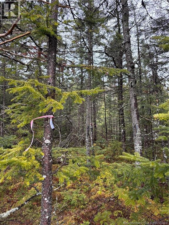 Mink Brook Road, Lepreau, New Brunswick  E5J 1K7 - Photo 6 - NB134050