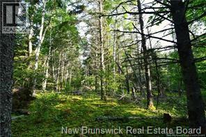 Welshpool Back Road, Campobello, New Brunswick E5E 1G9 - Photo 10 - NB134199