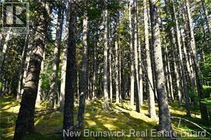 Welshpool Back Road, Campobello, New Brunswick E5E 1G9 - Photo 7 - NB134199