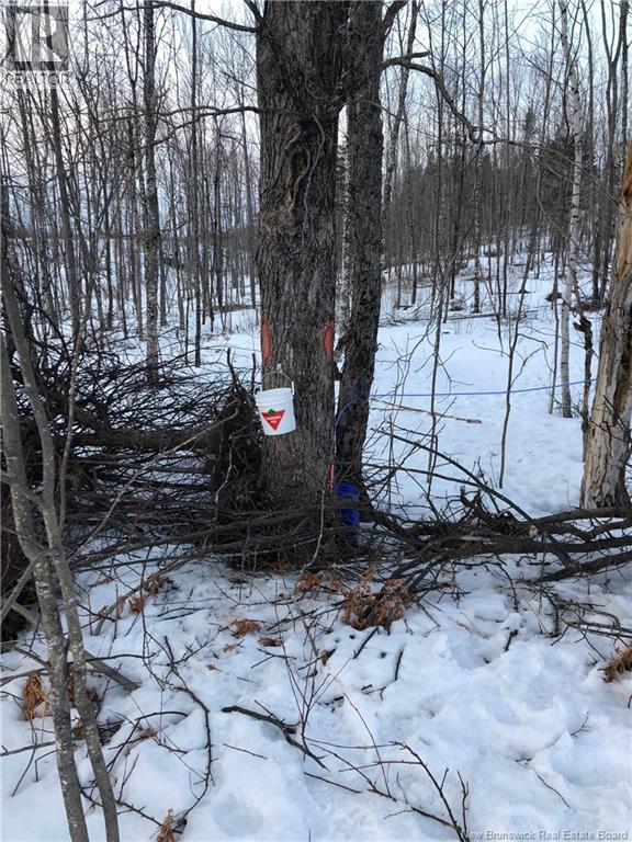 245 Hunter Road, Oakland, New Brunswick E7L 3X8 - Photo 48 - NB134533