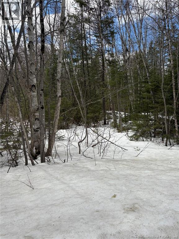 3.7 Acres Route 435, Maple Glen, New Brunswick E1V 4X5 - Photo 5 - NB135057