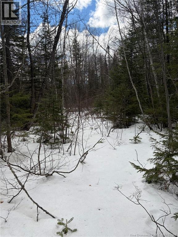 3.7 Acres Route 435, Maple Glen, New Brunswick E1V 4X5 - Photo 6 - NB135057