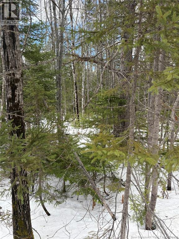3.7 Acres Route 435, Maple Glen, New Brunswick E1V 4X5 - Photo 7 - NB135057