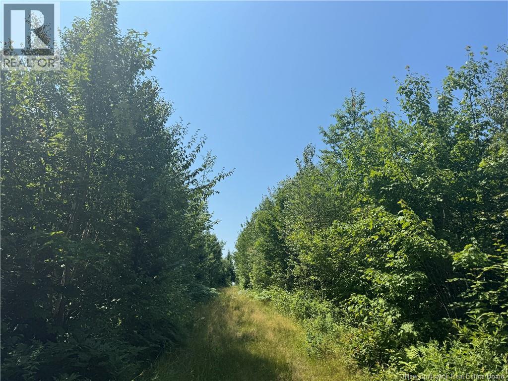 Vacant Lot Ch Nw Aldouane River Rd, Saint-Charles, New Brunswick  E4W 0A8 - Photo 3 - NB134785