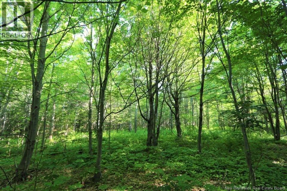 Lot 02-5 Renauds Mills Road, Saint-Antoine, New Brunswick  E4V 2X7 - Photo 33 - NB135747