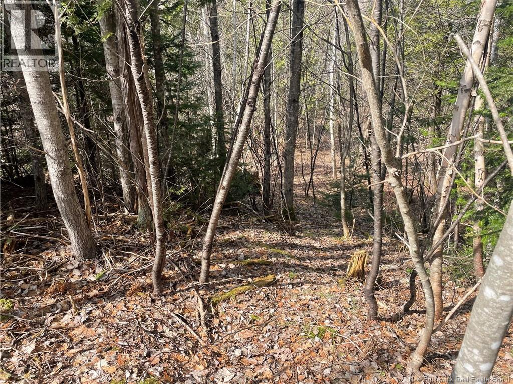 Lot 23-1 And Lot 23-2 Alden Warmen Road, Bass River, New Brunswick E4T 1A9 - Photo 11 - NB136348