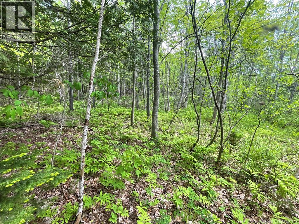 Lot 23-1 And Lot 23-2 Alden Warmen Road, Bass River, New Brunswick E4T 1A9 - Photo 12 - NB136348