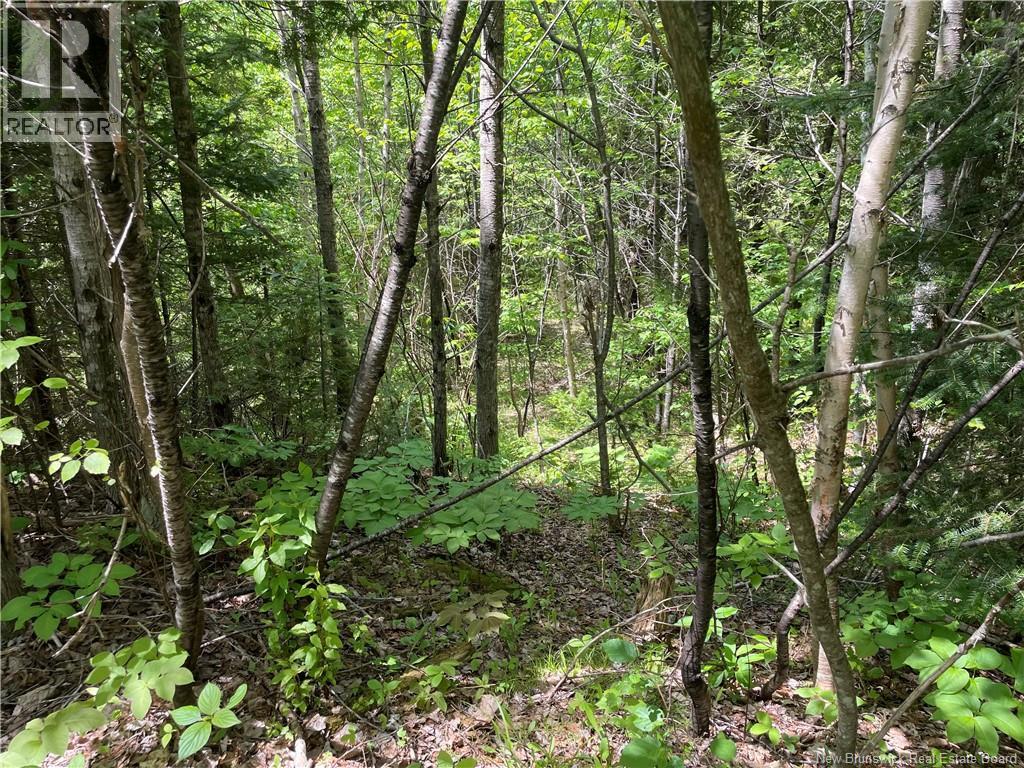 Lot 23-1 And Lot 23-2 Alden Warmen Road, Bass River, New Brunswick E4T 1A9 - Photo 33 - NB136348