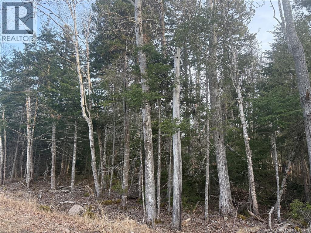 Mckay Loop Road, Pennfield, New Brunswick  E5H 2L2 - Photo 7 - NB136960