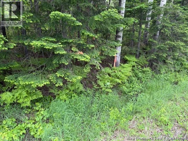 Land Wayerton Road, Wayerton, New Brunswick