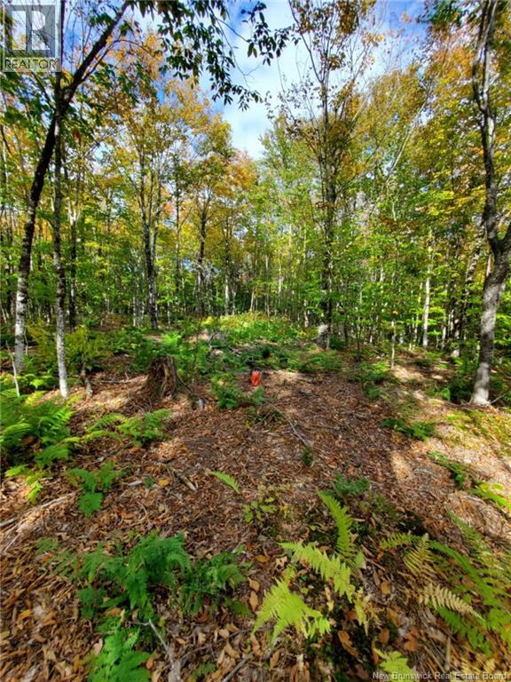 Bones Lane, Springfield, New Brunswick  E5T 2L2 - Photo 7 - NB137261