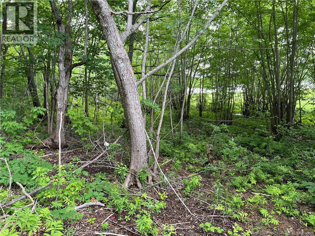 Vacant Lot Lakeview Road, Washademoak, New Brunswick  E4C 2L6 - Photo 16 - NB137767