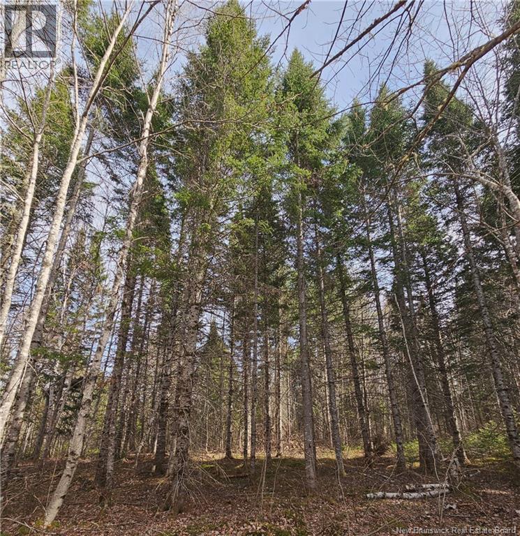 00 Route 118, Chelmsford, New Brunswick E9E 2G8 - Photo 2 - NB138787