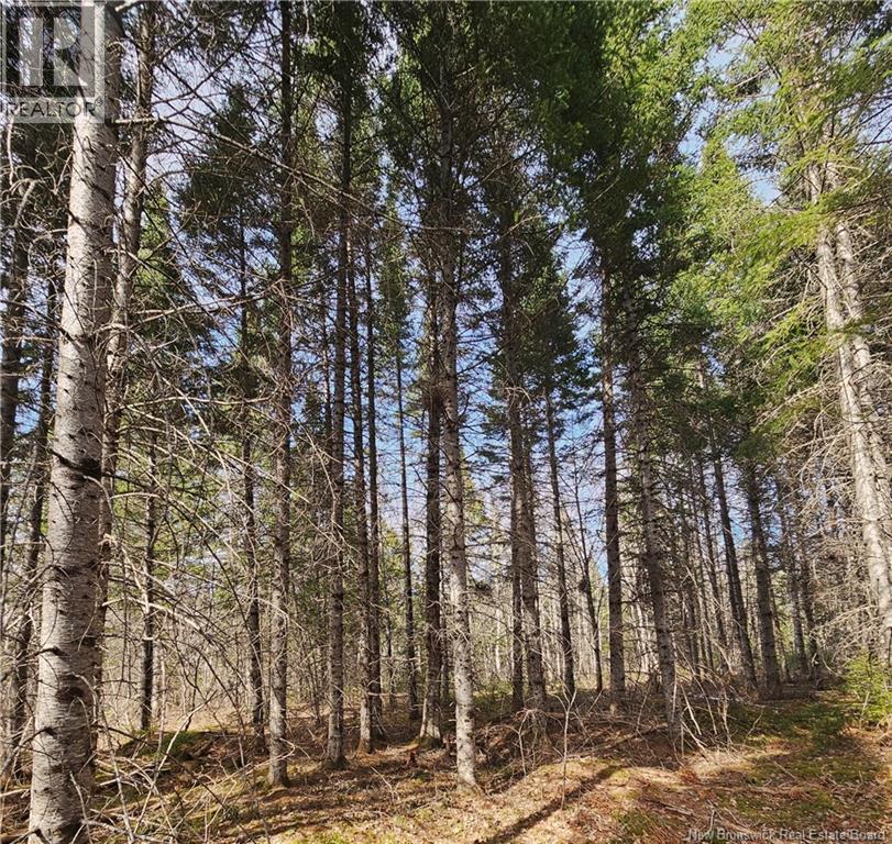 00 Route 118, Chelmsford, New Brunswick  E9E 2G8 - Photo 3 - NB138787